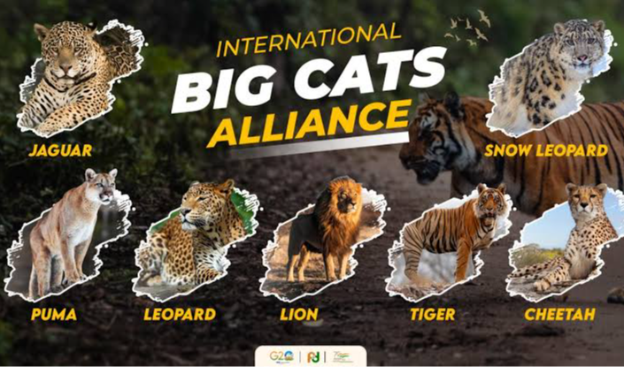 International Big Cat Alliance