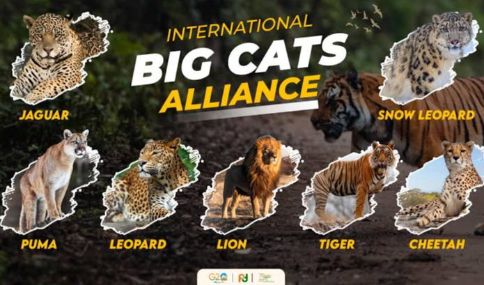 ಅಂತರರಾಷ್ಟ್ರೀಯ ಬಿಗ್ ಕ್ಯಾಟ್ ಅಲೈಯನ್ಸ್ (IBCA)