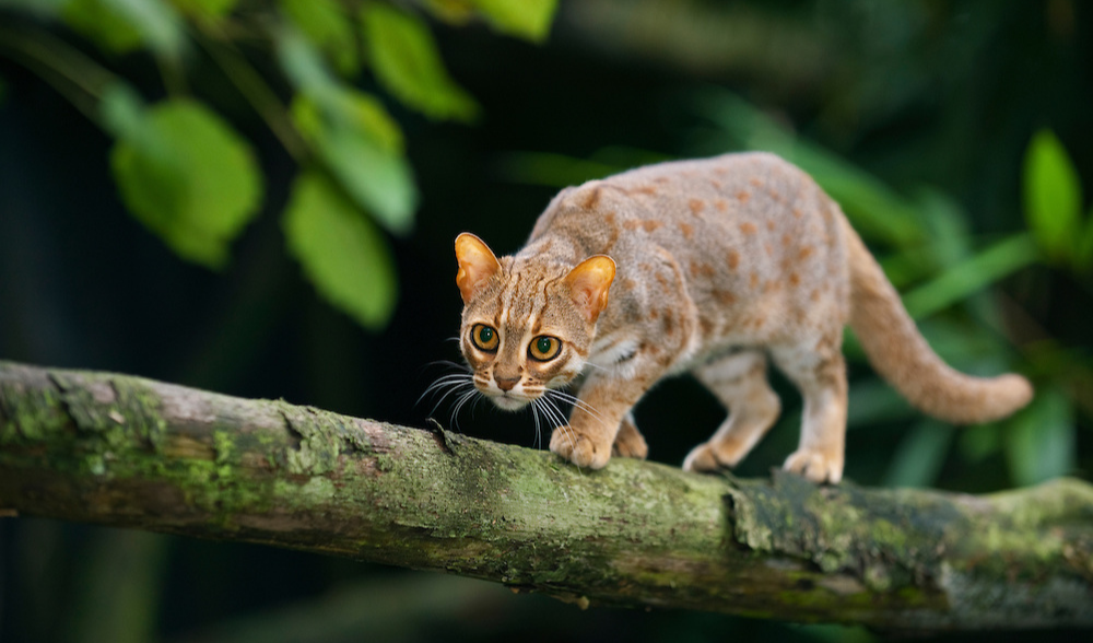 Rusty Spotted Cat